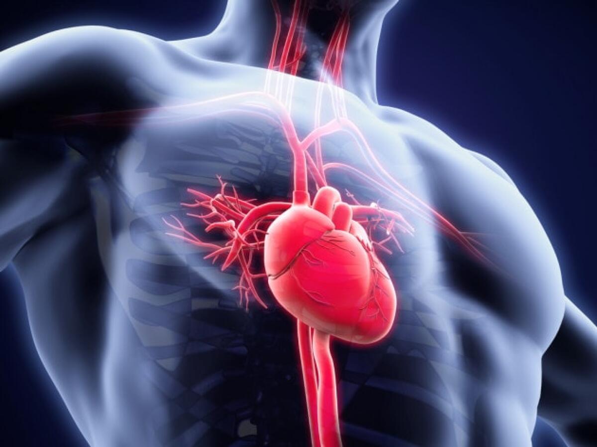 Cellule staminali pluripotenti indotte: addio trapianti di cuore? - credits: focus.it