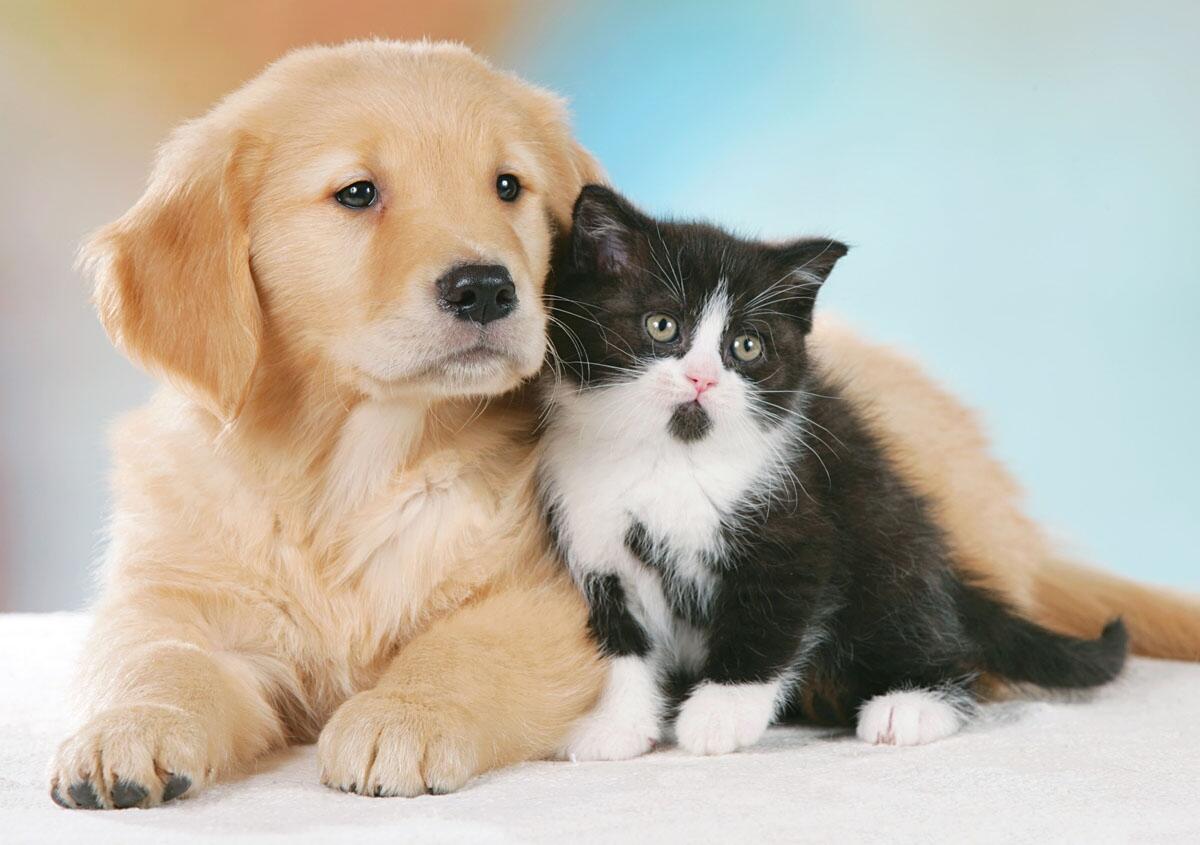 Pet Shop Online: un incognito mercato in crescita - Robinson Pet Shop Cane Gatto