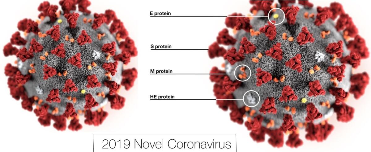 Cose da sapere sul nuovo coronavirus - coronavirus.

Crediti: https://www.today.it/