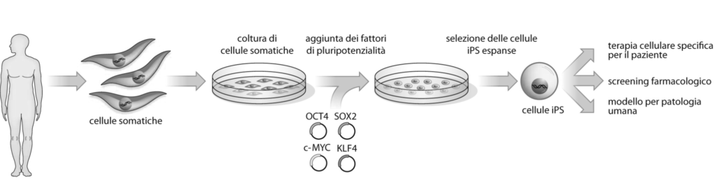 Coltura di cellule staminali pluripotenti indotte. Credits: accademia-lancisiana.it