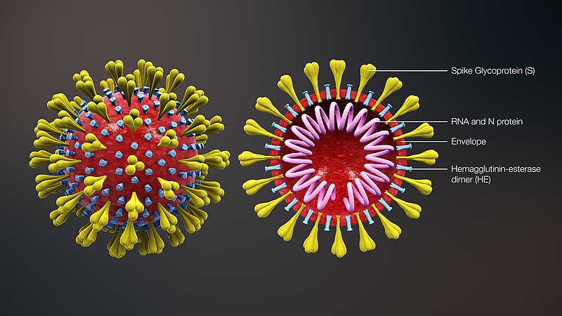 Il coronavirus con le sue proteine di superficie Credits: https://www.scientificanimations.com