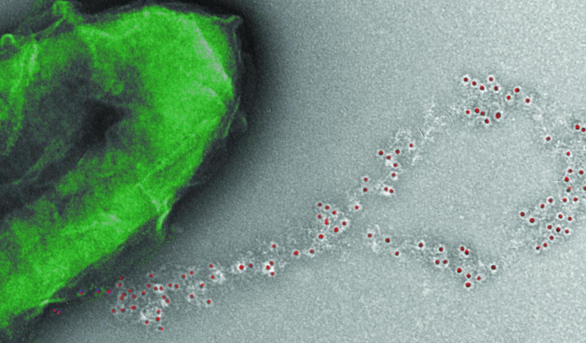 Elettricità dall'umidità dell'aria: si può, grazie alle proteine - umass.edu