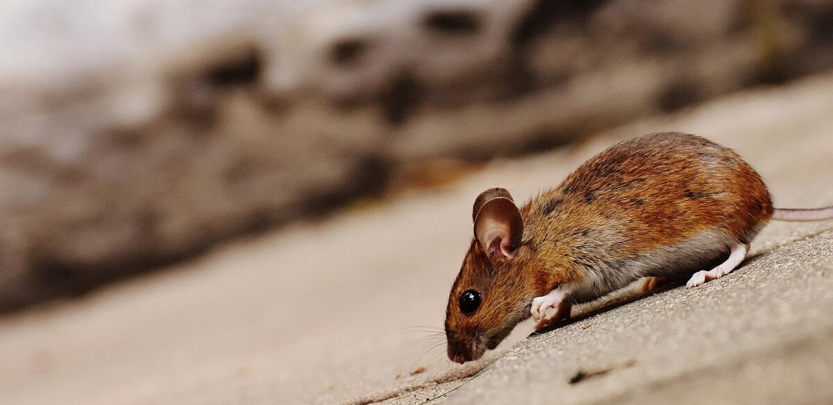 Hantavirus: muore un uomo in Cina - 