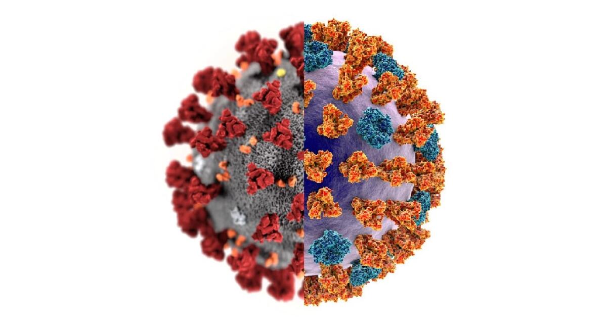 Che differenza c'è tra Coronavirus e Influenza? - differenza coronavirus influenza