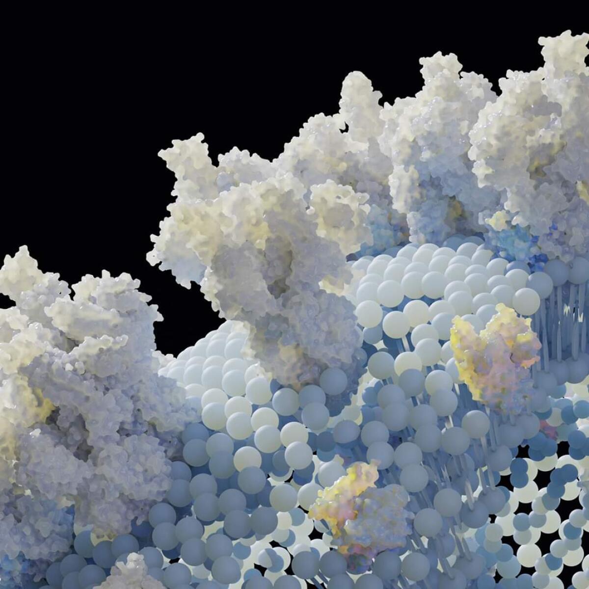 Coronavirus, ecco come si lega alle cellule umane - Foto: "The Structure of the coronavirus", crediti: instagram.com/larryin3d