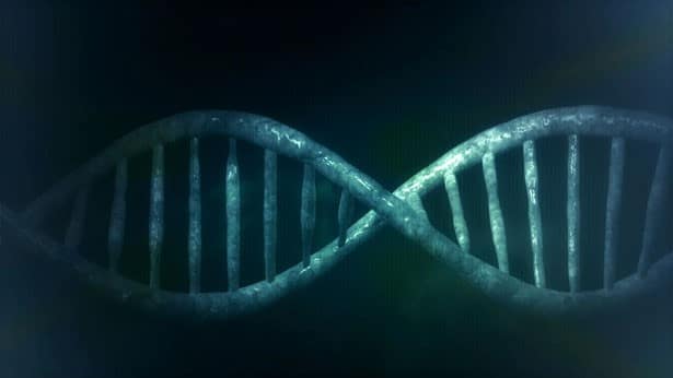La struttura del DNA