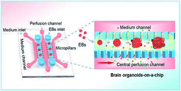 Yaqin Wang et al, Engineering stem cell-derived 3D brain organoids in a perfusable organ-on-a-chip system