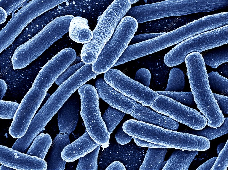 Batterio Escherichia coli, immagine al microscopio elettronico a scansione (SEM). Credits: Alfred Pasieka / Science Photo Library