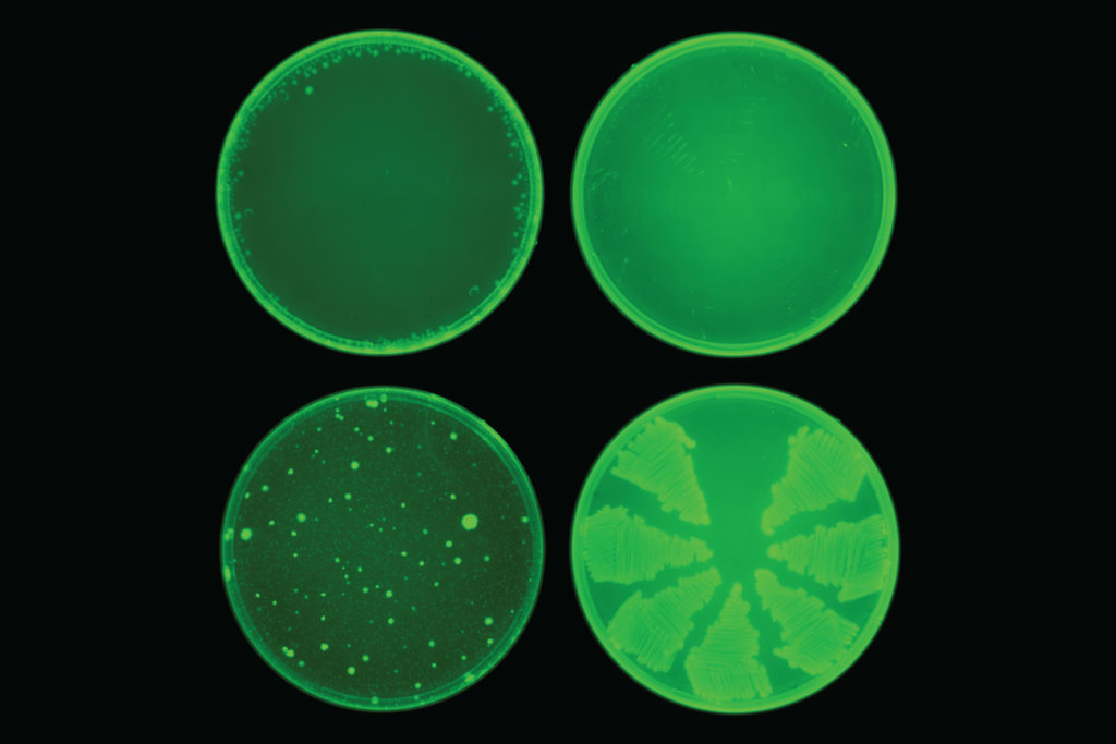 L'halicina (riga superiore) ha impedito lo sviluppo di resistenza agli antibiotici in E. coli, mentre la ciprofloxacina (riga inferiore) no.Credits: Collins Lab, MIT