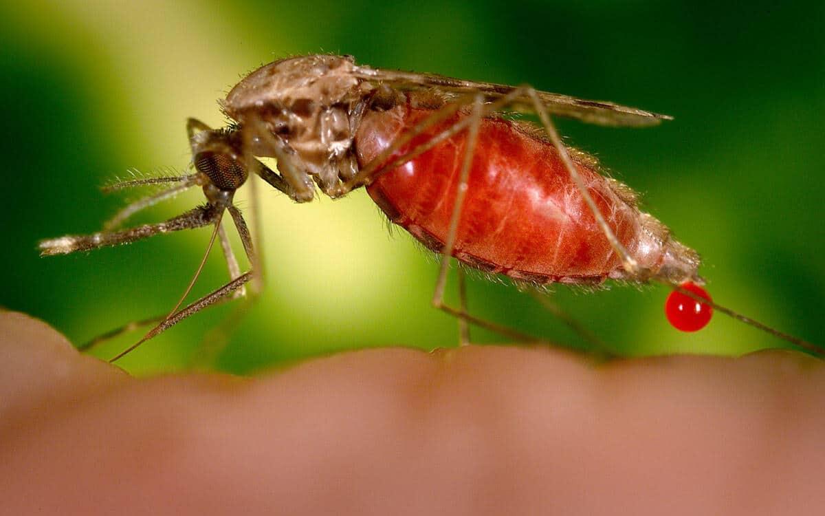 Il coronavirus può essere trasmesso con la puntura delle zanzare? - 