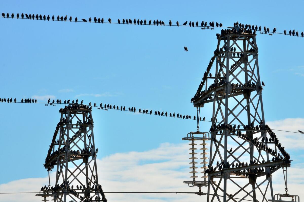 Le linee elettriche sono un pericolo per gli uccelli, ecco le soluzioni - pxhere.com