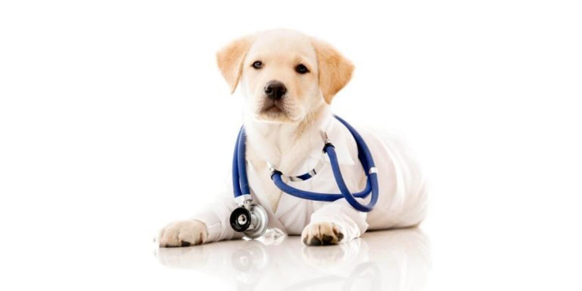 Diagnosi immediata del coronavirus grazie all'olfatto dei cani - bepuppy.com