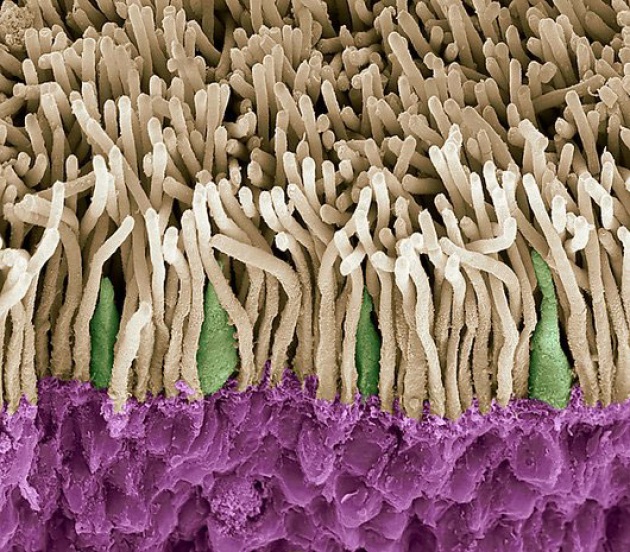 Immagine al microscopio a scansione elettronica (SEM) della retina. Si evidenziano i bastoncelli (giallo) e i coni (verde). Credits: ScienceRF.
