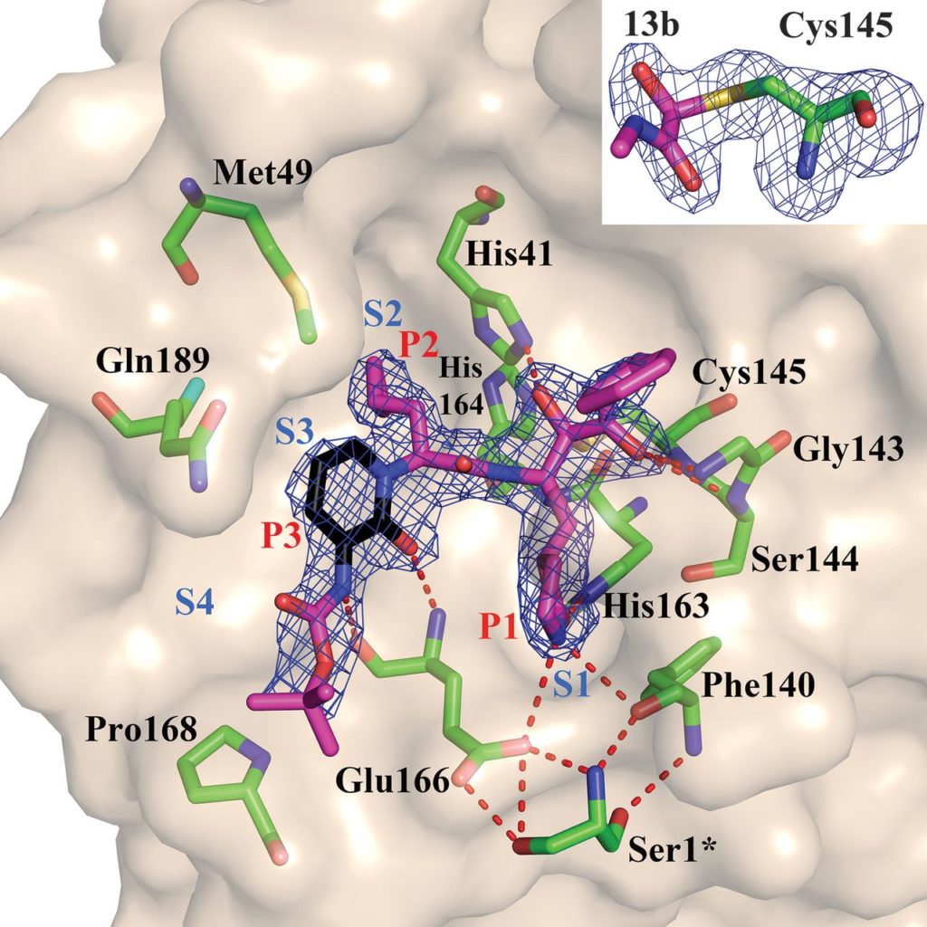 Il composto 13b nel substrato di legame tra i domini I e II della proteasi Mpro. Credits: University of Lübeck