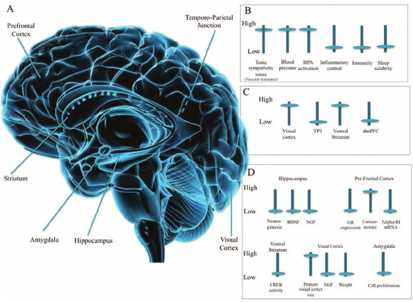 Effetti del senso di solitudine sulla biologia (B), sull’attivazione cerebrale (C) e sui meccanismi (D) del cervello umano [Stephanie Cacioppo et al.]