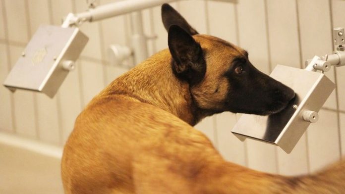 Cane che annusa campioniCredits: ok-salute.it