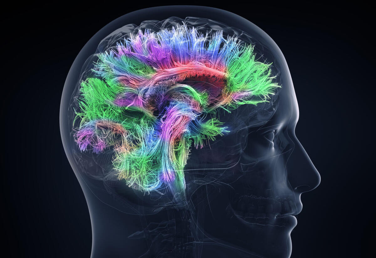 Studiare le neuroscienze con un topo virtuale - 