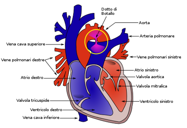 Il dotto di Botallo