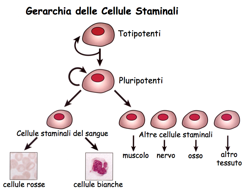Differenziamento delle cellule staminali