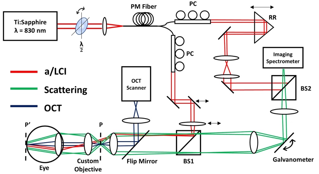 Schema del sistema combinato a/LCI e OCT per l'imaging della retina del topo. Le linee rosse mostrano il percorso di illuminazione a/LCI, che colpisce la retina con un raggio collimato obliquo. Le linee verdi mostrano la luce diffusa angolata dalla retina