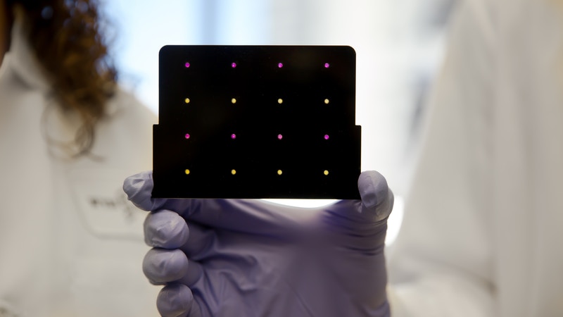 Un esempio di test diagnostico a basso costo, realizzato su carta dal team di James CollinsCredits: Wyss Institute at Harvard University