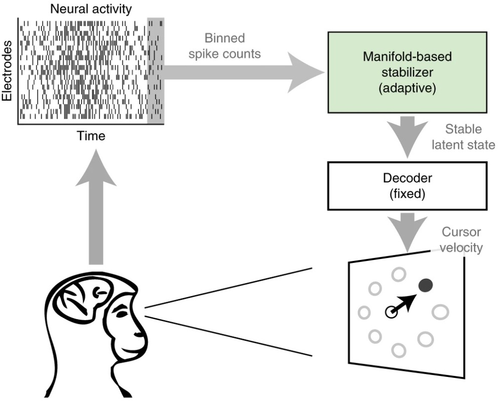 Schema della struttura per stabilizzare la BCI: l'attività neurale registrata da più elettrodi viene accoppiata e passata ad uno stabilizzatore. Lo stabilizzatore passa uno stato latente stabilizzato al decodificatore per stimare la velocità di un cursore