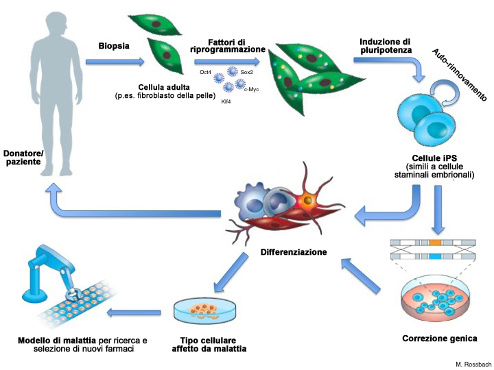 PH: EuroStemCell