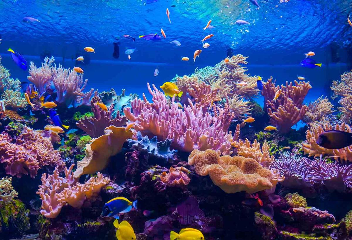 Giornata mondiale degli oceani: un futuro per i mari sostenibili - 