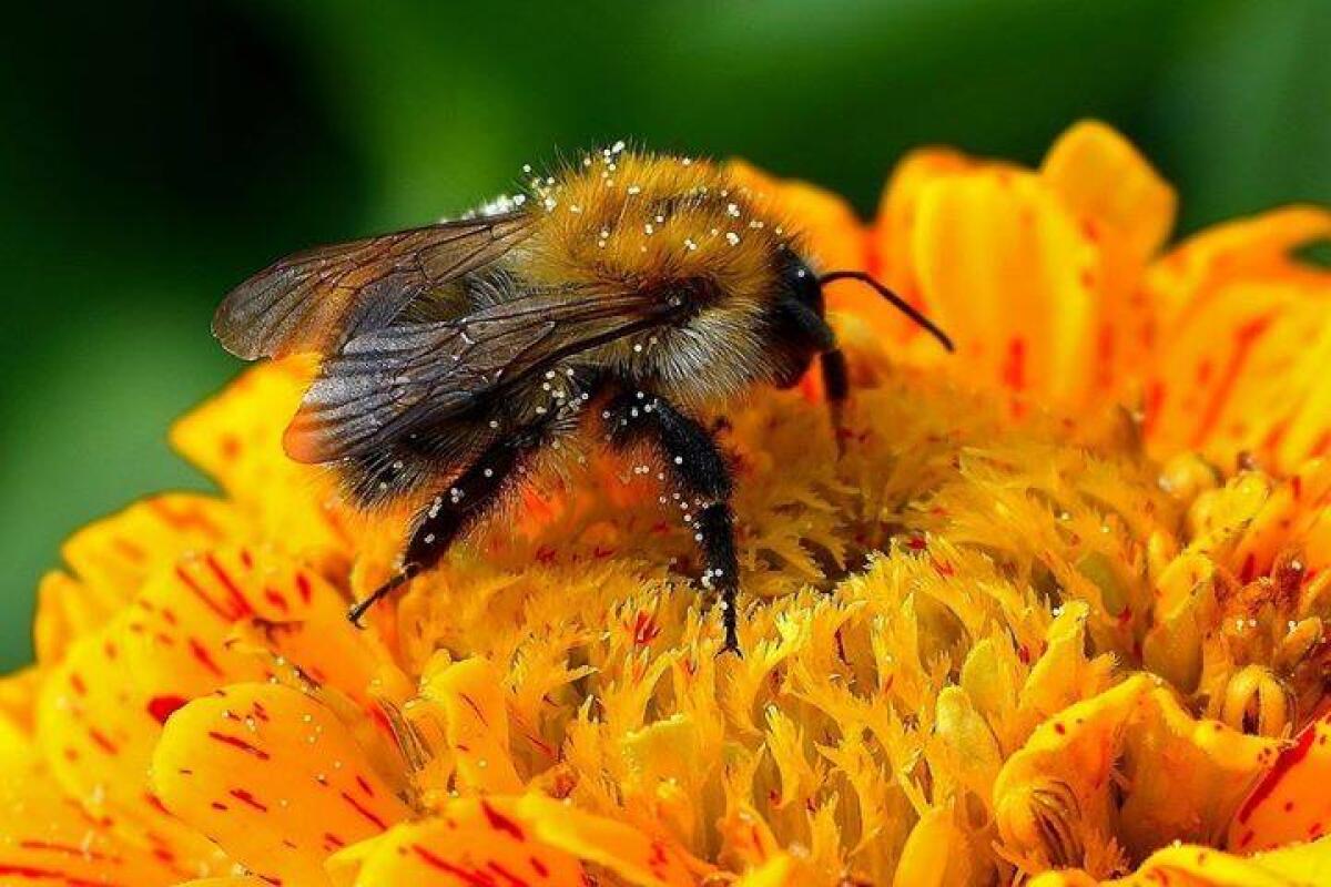 Bolle di sapone per l'impollinazione: come sostituire le api - 