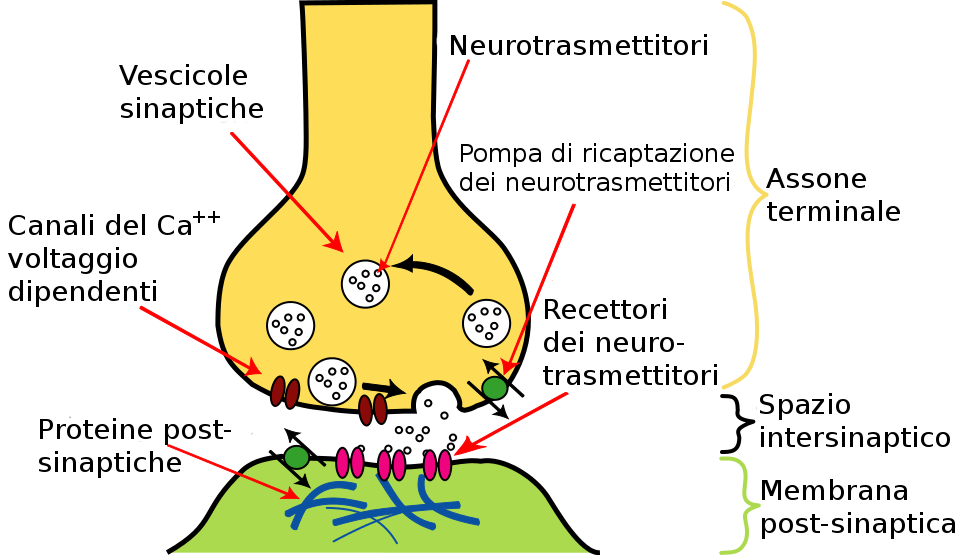 Lo schema di una sinapsi. Credits: Wikipedia, Adert