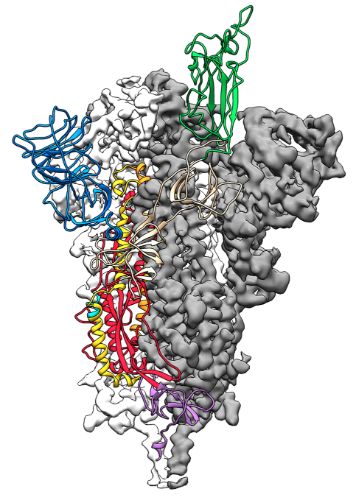 Raffigurazione della Mappa 3D della proteina spike del coronavirus. Credit: Jason McLellan/Univ. of Texas at Austin