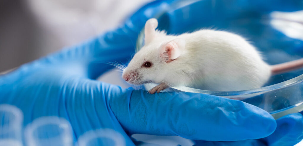 Cavia per sperimentazione animale