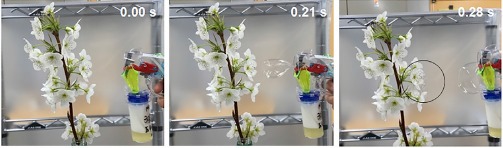 Bolle di sapone per l'impollinazione: come sostituire le api