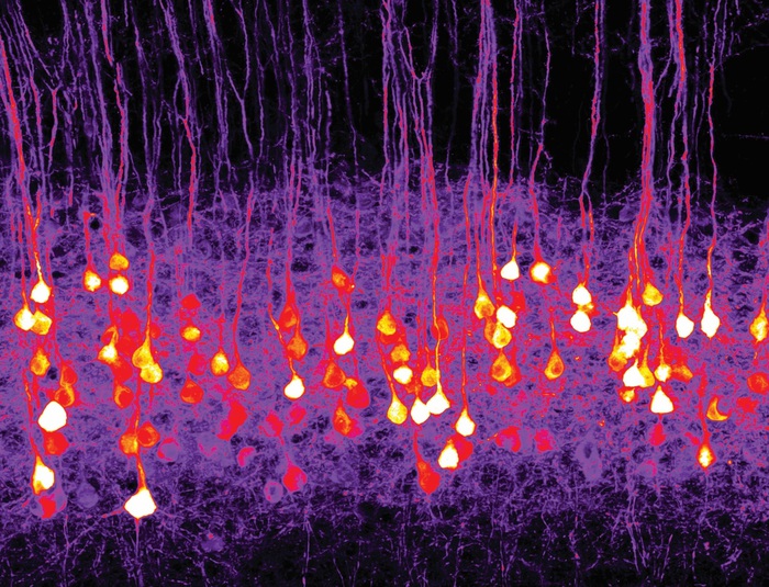 Neuroni attivati grazie alla tecnica dell'optogenetica. Credits: Riccardo Beltramo/IIT