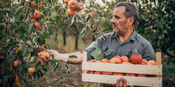 La raccolta della frutta. Fonte: italiafruit.net