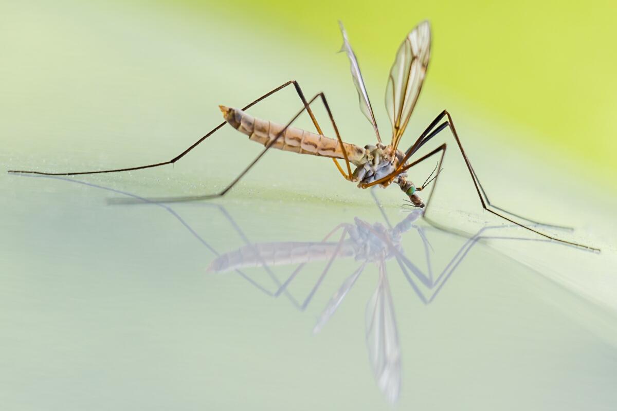 Zanzare, lo studio che elimina la possibilità di trasmissione del coronavirus - 