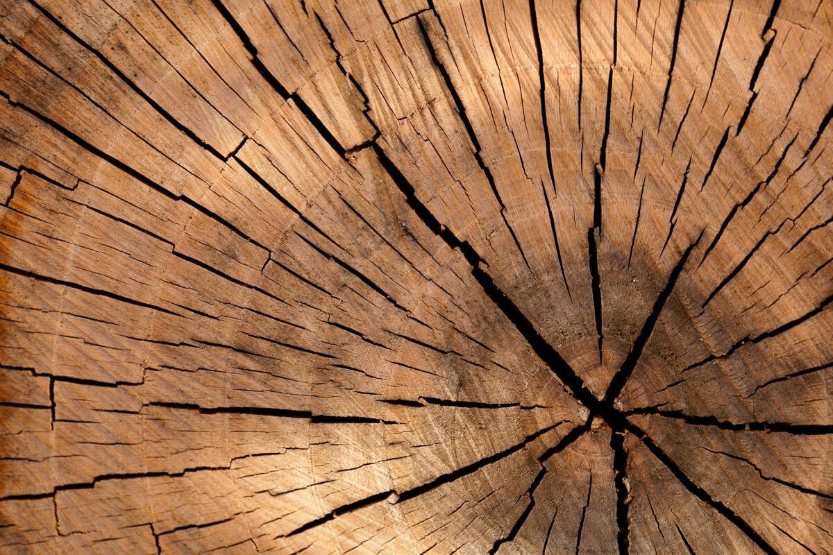 Quello che gli anelli degli alberi dicono sul clima - fonte: pixabay.com