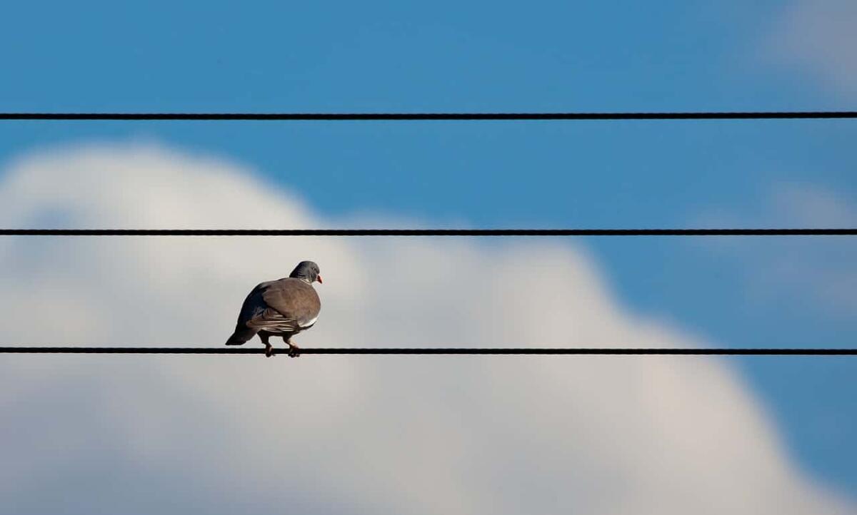 Perché gli uccelli appollaiati sui cavi dell'alta tensione non restano folgorati? - Uccelli sui cavi elettrici