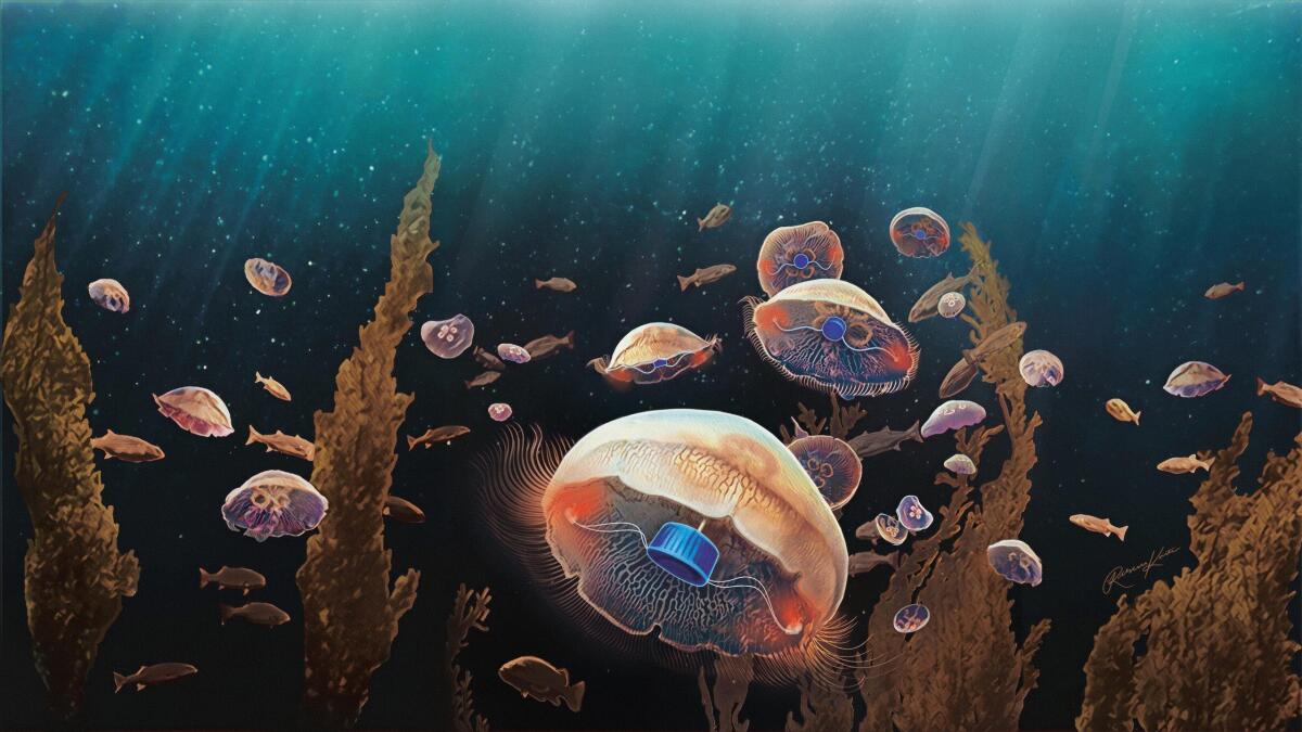 Meduse Cyborg per monitorare l’inquinamento marino - 