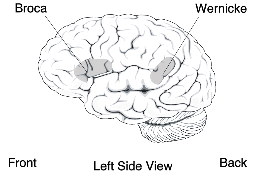 In figura sono evidenziate l'area di Broca e l'area di Wenicke, le principali regioni del cervello deputate all'elaborazione del linguaggio. Entrambe si trovano nell'emisfero cerebrale sinistro.