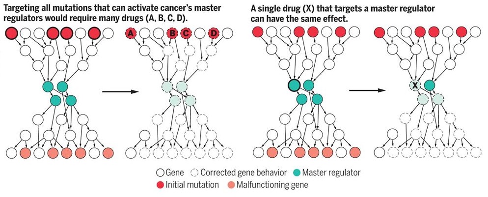 La considerazione di tutte le mutazioni che possono attivare i regolatori principali implica l’utilizzo di numerosi farmaci.V.Altounian/Science; (Data) Califano et Al., Nature reviews cancer 17, 116 (2017)