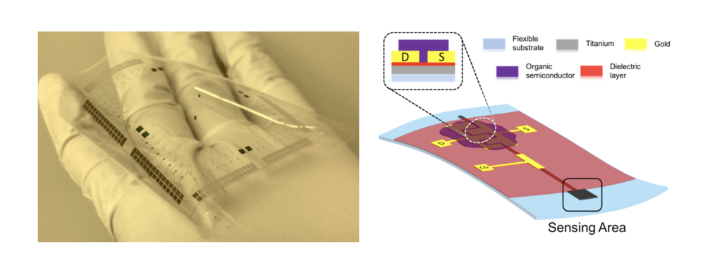 Esempio di Organic Charge Modulated FET (OCMFET) e relativo schema. Credits: DEALab