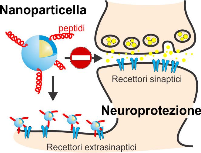 Schema del meccanismo di azione delle nanoparticelle sviluppate da IIT per contrastare gli effetti dell'eccitotossicità. Credits: IIT