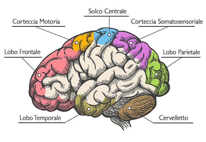 Schema semplificato del cervello. Credits: Anatomia dell'Uomo (edi-ermes)