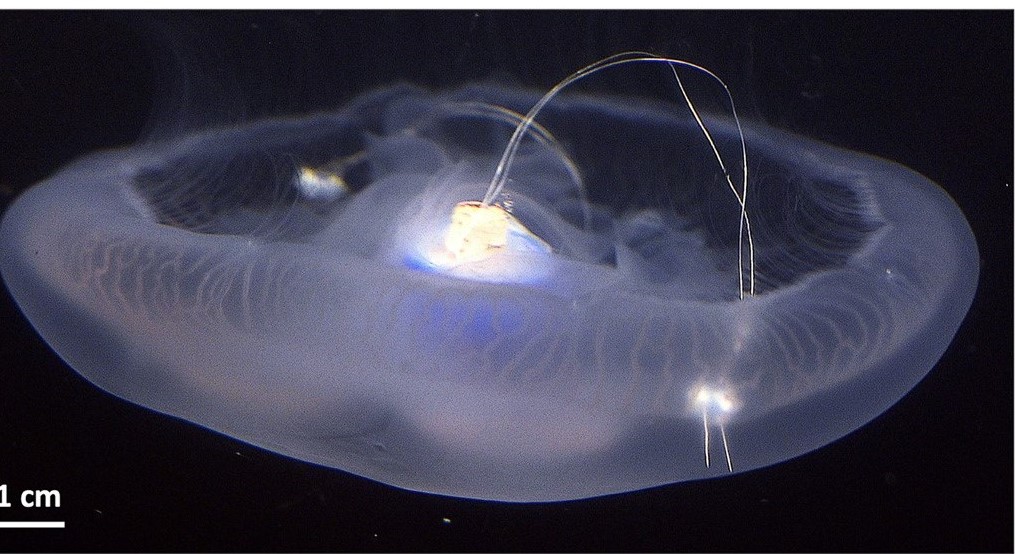 Controller di nuoto inattivo impiantato in una medusa libera di nuotare. Credits: Nicole W. Xu, Stanford Universit