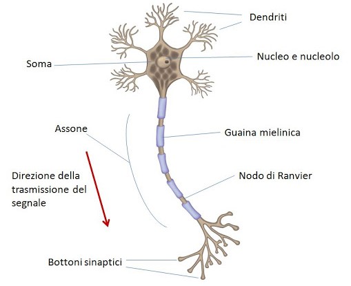 Schema del neurone.