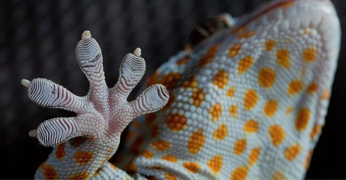 Geckskin: l'adesivo senza colla che può trattenere centinaia di chili - 