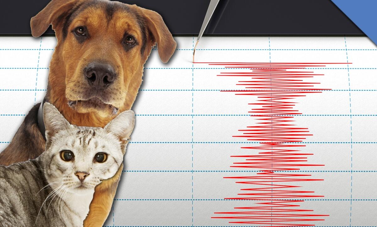Il comportamento degli animali può aiutare a prevedere i terremoti? - 