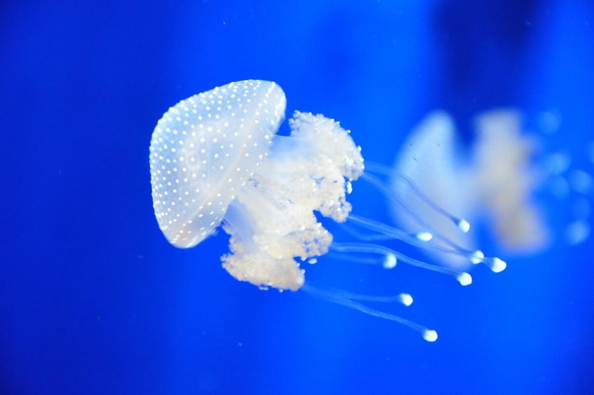 Puntura di medusa? Si può prevenire! Ecco cosa fare - 