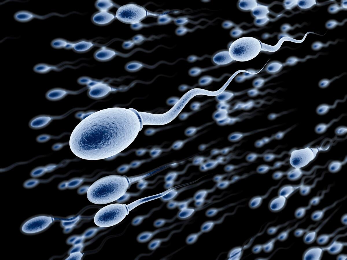 Gli spermatozoi ci hanno ingannato per più di tre secoli - Gli spermatozoi ci hanno ingannato per più di tre secoli. Credits: istock